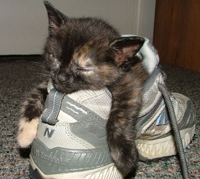 cats-sleeping-weird-places-shoe