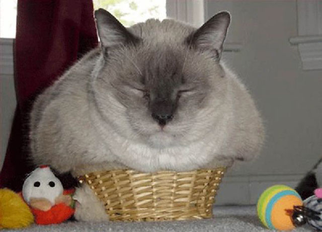 Cats Sleeping in Weird Places Tiny Basket