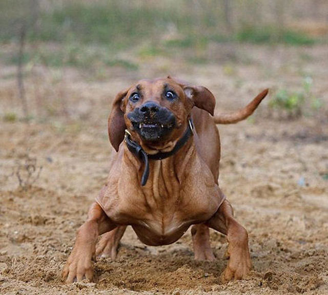 Hilarious Dog Faces Photo