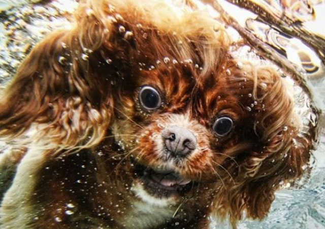 Dog Swimming Hilarious Face