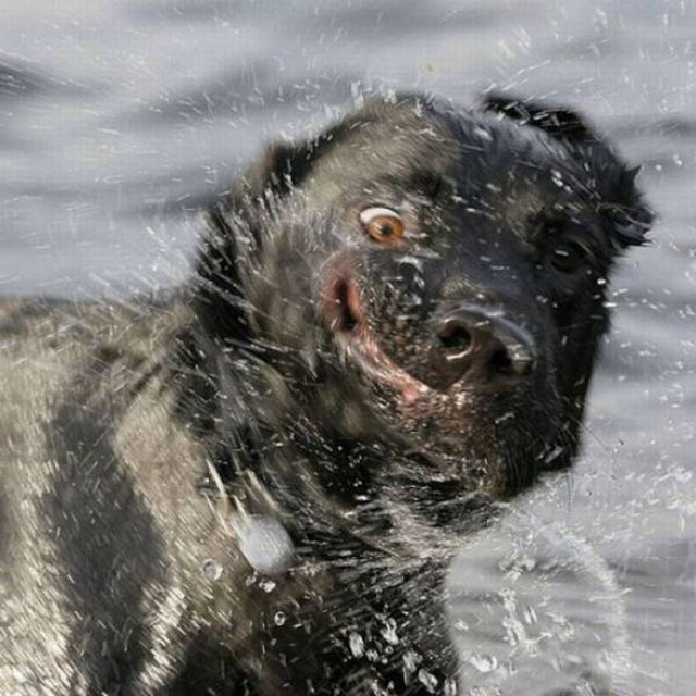 Funny Dog Shaking Off Water