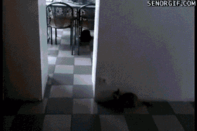 Cat Sneak Attack GIF