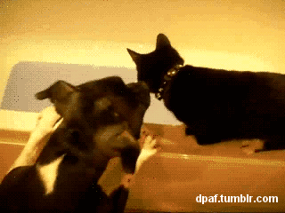 Dog Pushes Cat In Water GIF