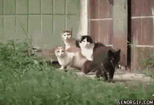 Mouse Scares Cat GIF