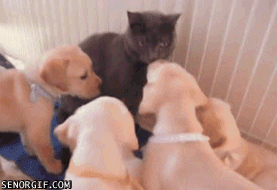 Cat Surrounded By Puppies