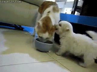 Cute Puppy Bites A Cats Ear