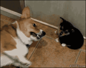 Puppy Lets Out A Fart GIF
