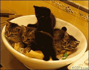 Cutest Kitten GIFs Ever Synchronized Kittens