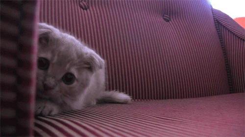 Attack Cutest Kitten GIFs