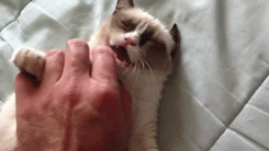 cutest-kitten-gifs-grumpy.gif