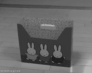cutest-kitten-gifs-maru.gif