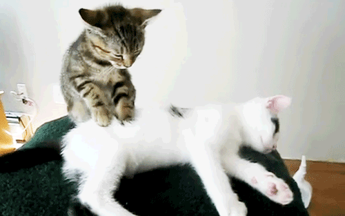 Kitten Massage GIF