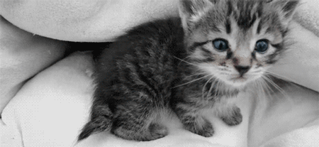 cutest-kitten-gifs-meow.gif