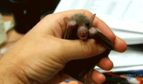Baby Bat GIF