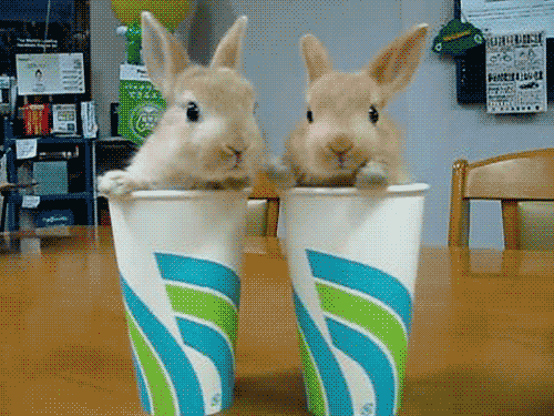 Two Bunnies One Cup GIF