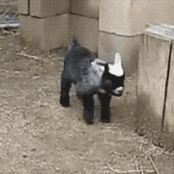 Cutest Baby Animal GIFs Goat Roll