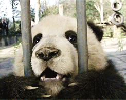 Panda Behind Bars GIF