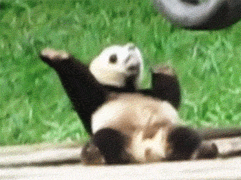 cutest-panda-gifs-little.gif