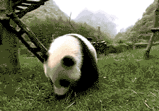 Cutest Panda GIFs Barrel Roll
