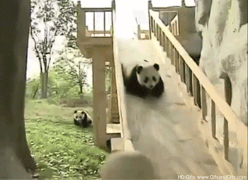 cutest-panda-gifs-slide.gif