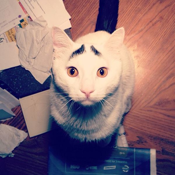 sam-cat-with-eyebrows-7