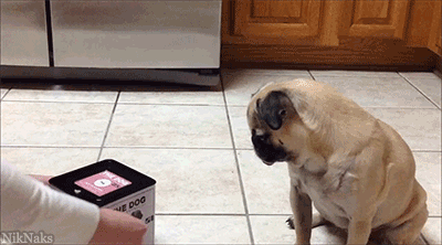Surprise A Pug With A Jack In The Box GIF
