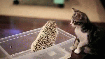Cutest-hedgehog-gifs-cay