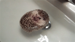Cutest-hedgehog-gifs-floating.gif