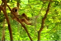 Monkey Trolls Two Tiger Cubs GIF