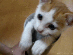 cutest-cat-gifs-boop