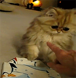 cutest-cat-gifs-confused