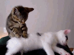 Cutest Cat GIFs Ever Cat Massage