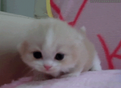 [Bild: cutest-cat-gifs-meow.gif]
