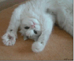 cutest-cat-gifs-paw-on-paw-off.gif