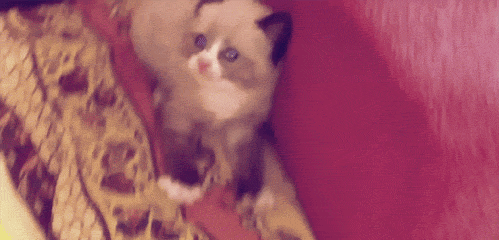 cutest-cat-gifs-scared-kitten