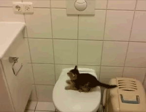 cutest-cat-gifs-toilet-jump.gif