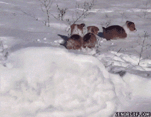 Corgis Play In The Snow