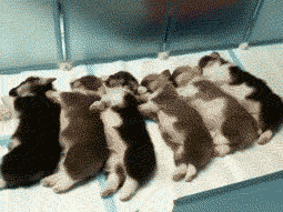 Corgi Puppies GIF