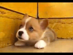 Cutest Corgi Puppy GIF