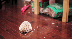 GIFs Of A Kitten And A Hedgehog Meeting
