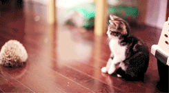 The Adorable GIFs Of A Kitten And A Hedgehog Meeting