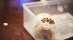 Adorable GIFs Of A Kitten And A Hedgehog Meeting Sniffing