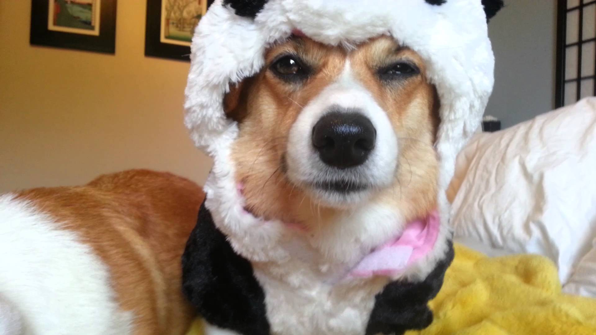 Cat In Panda Costume Video Cat In Panda Costume Video