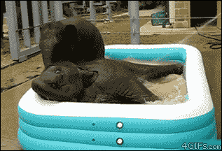 Most Adorable GIFs Of Animals Taking Baths Baby Elephants