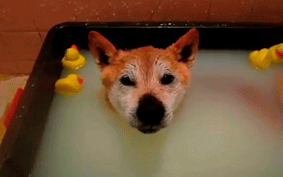 Duck Bath GIF