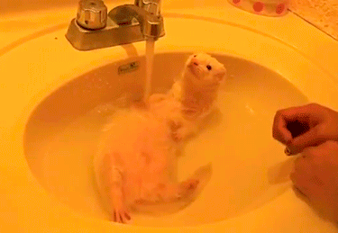 Ferret Bath Time