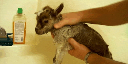 Goat Bath Adorable GIF