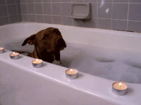 cute-animals-taking-baths-gifs-pitbull.gif