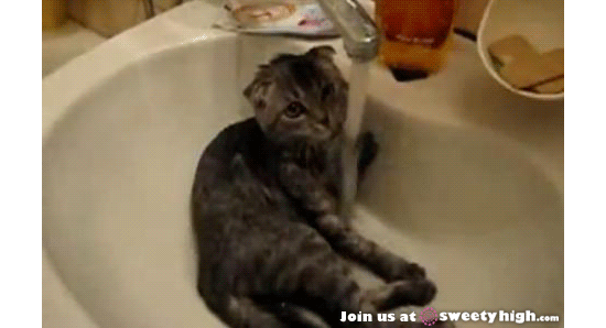 Cat Takes A Bath In A Sink