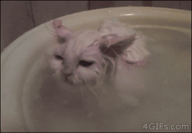 Cat Gets Washed